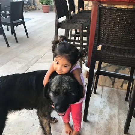 Gardenia * Дальян